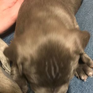 Meet your Posher, James